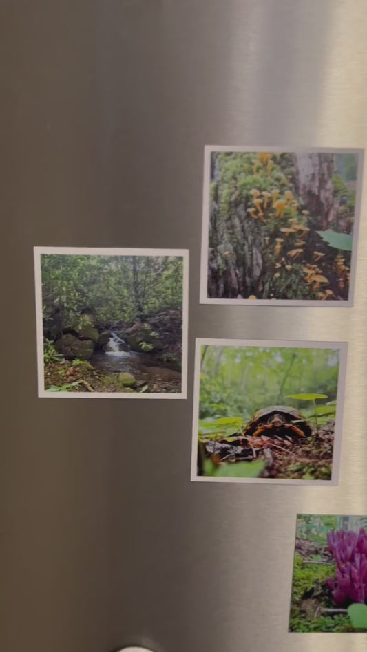 Custom Photo Magnet - Set of THREE